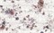 1606-0006 Шебби Шик 40х60х0,9см цветы панно (компл из 2-х) - фото 28747