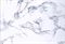 3836 Пленка самоклеющаяся  Мрамор , бело-серый, 0,45м*8,0м - фото 31123